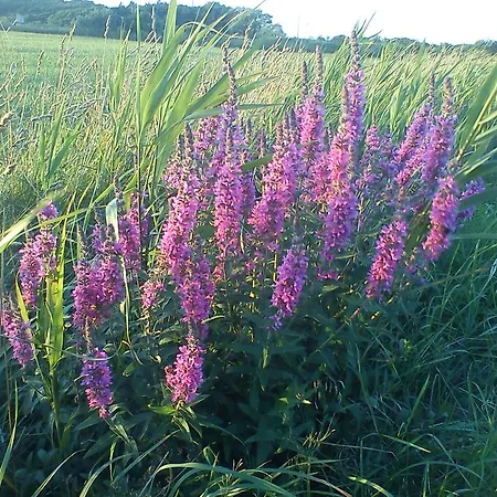 شقة Haus Am Deich